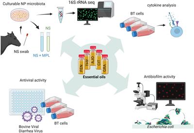 Screening and selection of essential oils for an intranasal spray against bovine respiratory pathogens based on antimicrobial, antiviral, immunomodulatory, and antibiofilm activities